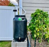 rainbarrel photo 