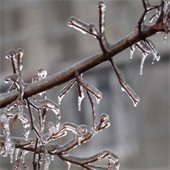 Icy Branches