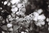 Lilacs Black and White Photo