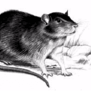 rat