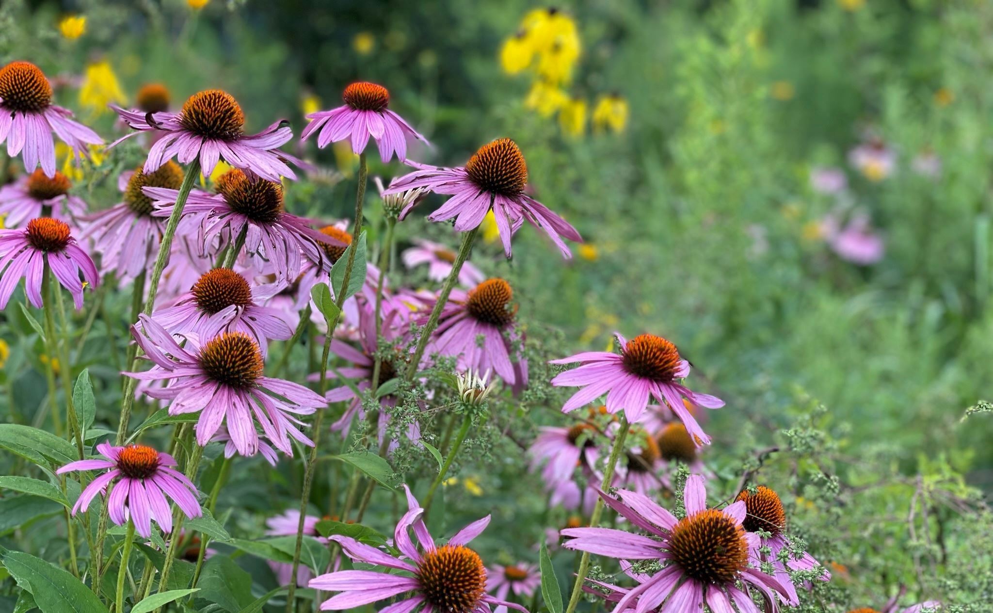 Native plants at the Erb Arboretum